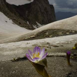 Colchicum kurdicum